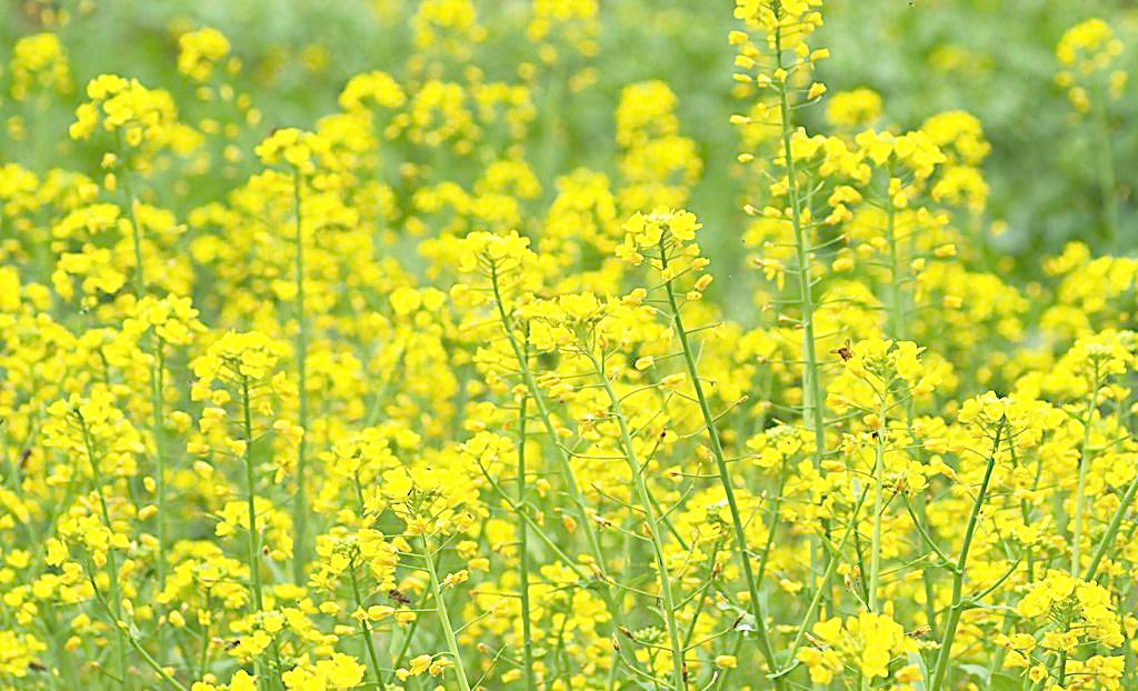 油菜花